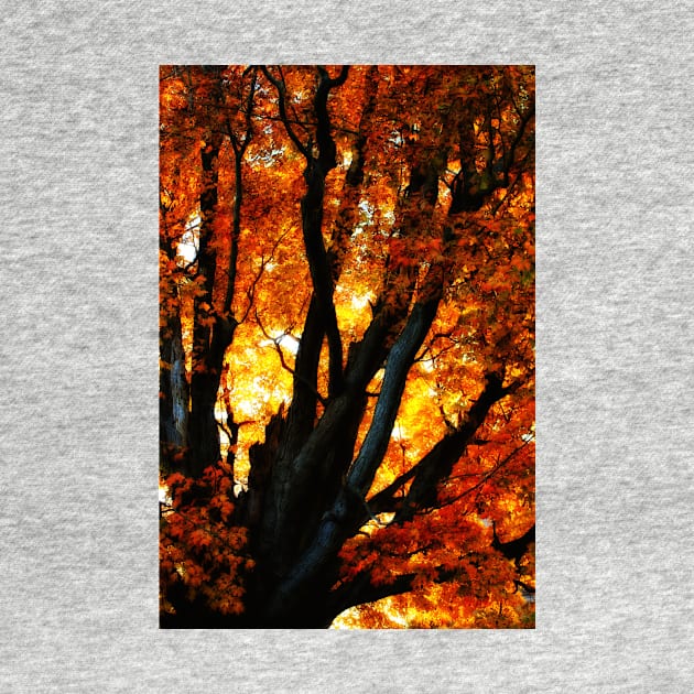 Autumn Elegy by photoclique